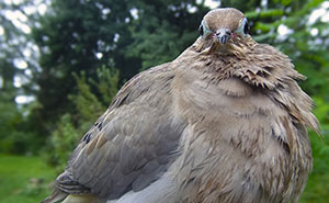 Woman Put A Camera On Bird Feeder In Her Yard, Here Is What It Has Caught (30 New Pics)