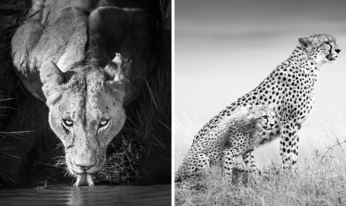 My 20 Black-And-White Photographs Celebrating The Beauty Of Wildlife