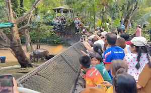 Viral Baby Hippo Moo Deng’s Meet-And-Greet Hours Cut After Zoo Visitors’ Disruptive Behavior