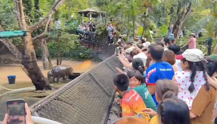 Viral Baby Hippo Moo Deng's Meet-And-Greet Hours Cut After Zoo Visitors' Disruptive Behavior