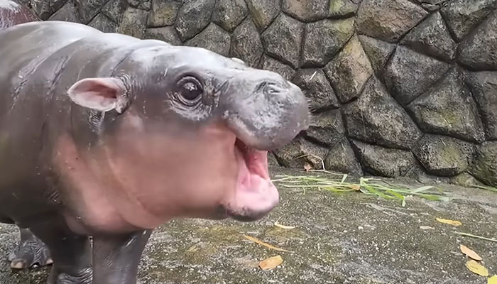 Viral Baby Hippo Moo Deng's Meet-And-Greet Hours Cut After Zoo Visitors' Disruptive Behavior