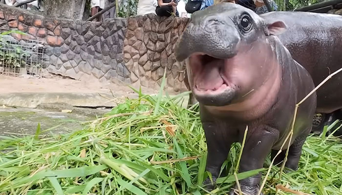 Viral Baby Hippo Moo Deng's Meet-And-Greet Hours Cut After Zoo Visitors' Disruptive Behavior