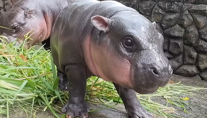 Viral Baby Hippo Moo Deng's Meet-And-Greet Hours Cut After Zoo Visitors' Disruptive Behavior