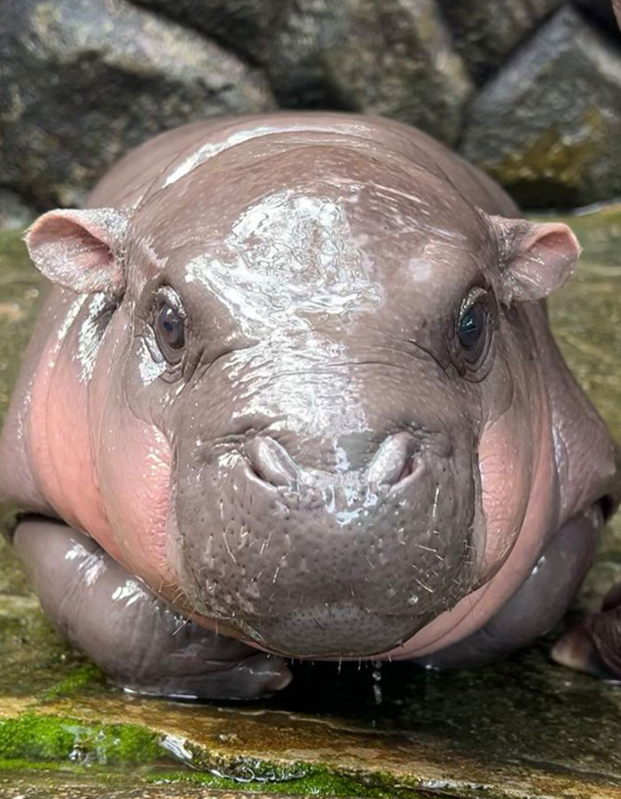 Viral Baby Hippo Moo Deng's Meet-And-Greet Hours Cut After Zoo Visitors' Disruptive Behavior