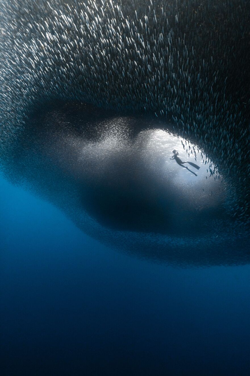 "Sardines" By Benjamin Yavar