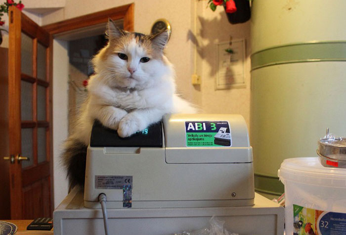  A fluffy cat sits confidently atop a cash register, looking relaxed and slightly bored, as if it's in charge of the shop. The surroundings include typical items you'd find in a store or home, with the cat positioned front and center, making it appear like the cashier. 