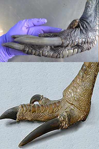 cassowary-claw-2-claws-66f073c11d11c.jpg