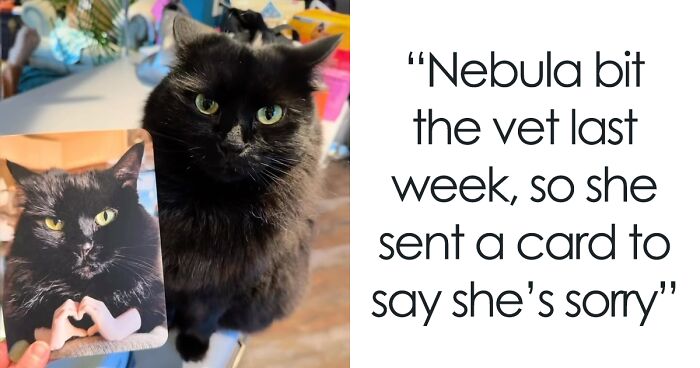 Netizens Are Cracking Up Over This Cat Who Was Forced To Send An Apology Card To The Vet She Bit