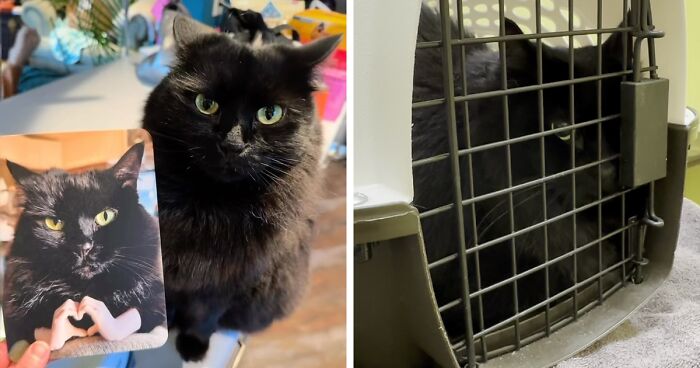 Cat Named Nebula Forced To Author An Apology Card For Biting Her Vet During Appointment