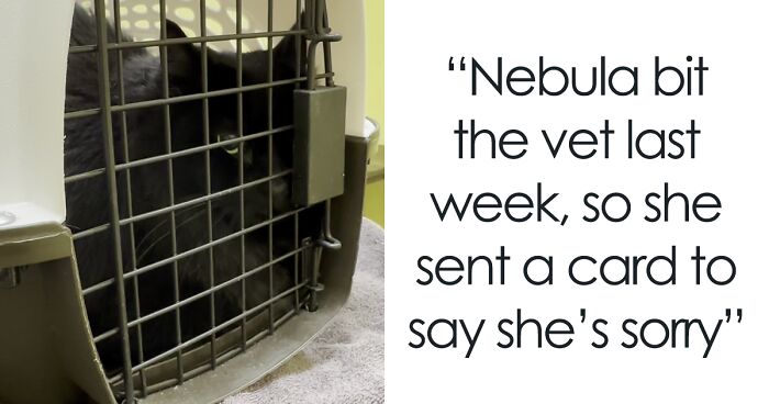 Cat Is Forced To Send An Apology Card To The Vet After She Bit Them During Her Visit