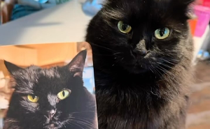 Vet Gets Bitten By A Cat During Appointment, Receives A Wholesomely Funny Apology Card From Her