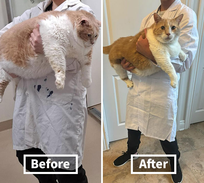 Meet Axel: The 43-Pound Cat Whose Weight Loss Journey Will Melt Your Heart