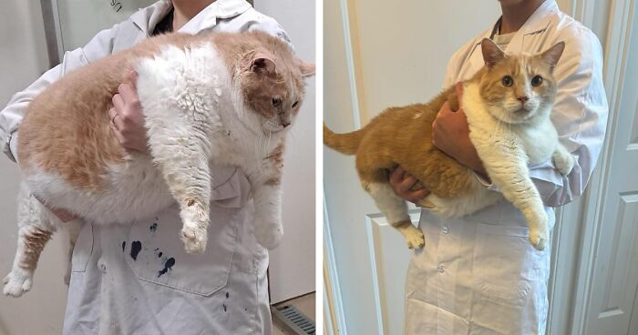 Meet Axel: The 43-Pound Cat Whose Weight Loss Journey Will Melt Your Heart