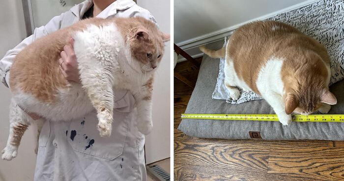 Meet Axel, The Adorable ‘Sumo Wrestler’ Cat That’s On A Journey To Better Health