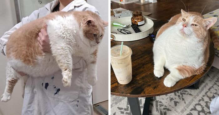 Meet Axel: The Adorable 43-Pound Cat On A Mission To Shed Pounds And Steal Hearts