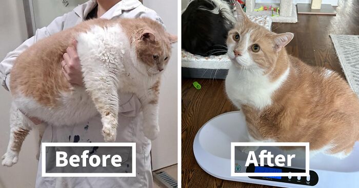 Meet Axel: The Adorable 43-Pound Cat Who’s Winning The Battle Against Obesity