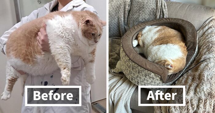 This 43-Pound Cat Named Axel Is On A Heartwarming Weight Loss Journey