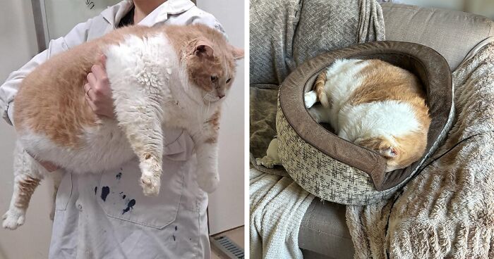 Meet Axel, The 'Sumo Cat' Who's Turning His Weight Loss Battle Into A Victory Lap