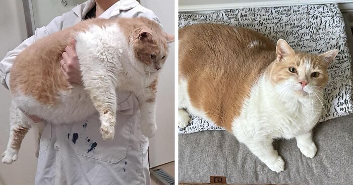 This 43-Pound ‘Sumo Wrestler’ Cat, Is Making Incredible Strides Towards Better Health