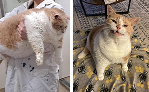 Meet Axel: The 43-Pound Cat Whose Weight Loss Journey Will Melt Your Heart