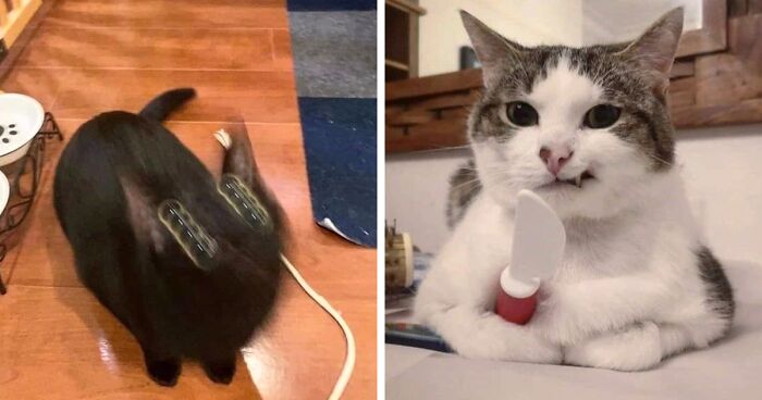 30 Times Cats Were Caught In Funny Situations