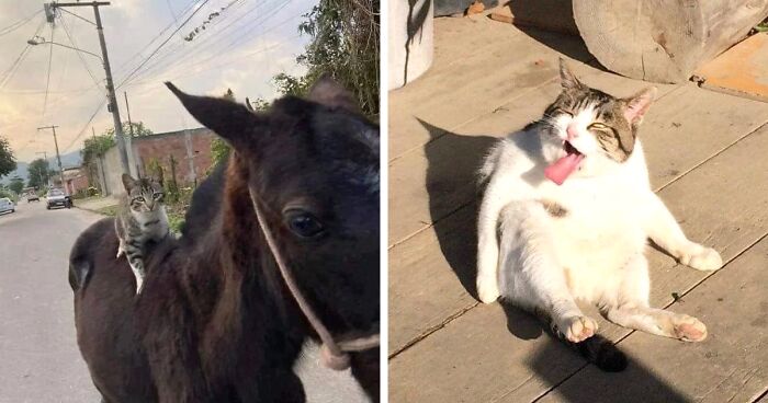 30 Times Cats Were Caught In Funny Situations