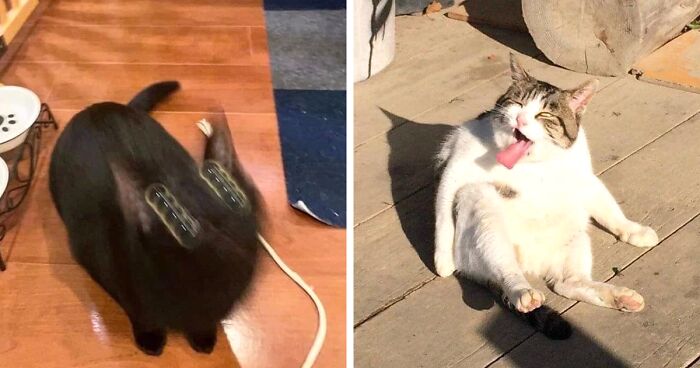 30 Times Cats Were Caught In Funny Situations