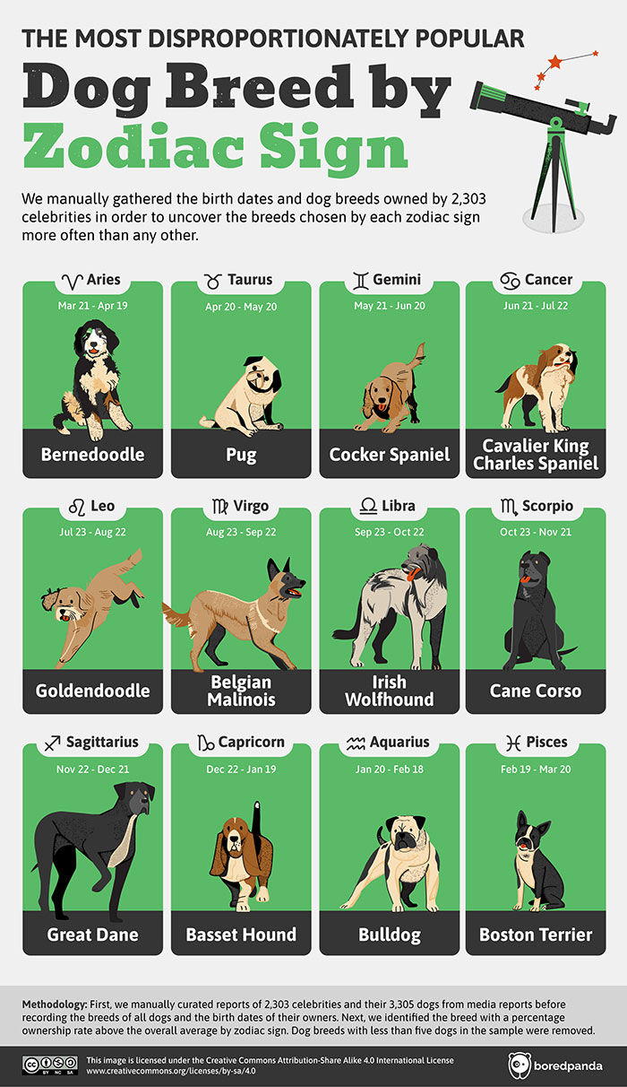 Top Dog Breeds Favored By Celebrities