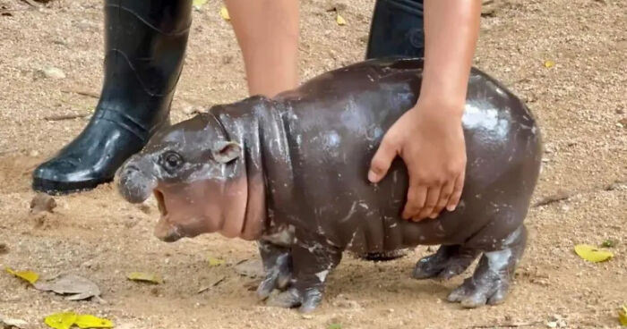 Moo Deng, Viral 2-Month-Old Baby Hippo, Disrupted By “Cruel” Behavior From Zoo Visitors