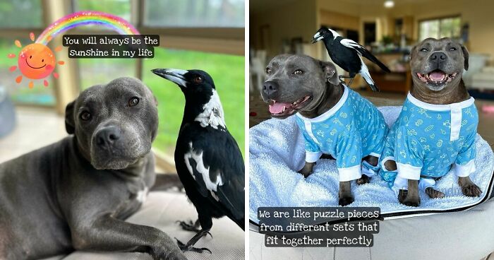 New Legal Battle Threatens To Separate Molly, The Famous Magpie, From Its Doggy Best Friend