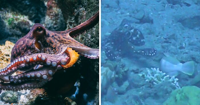 Rare Video Shows Octopuses Punching Their Lazy Fish Partners While Out Hunting Together