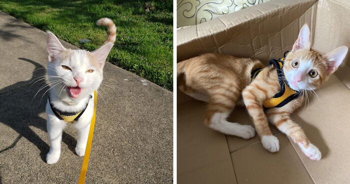 We're Not Sure What's Better: The Product Or The Pet In These 21 Amazon Reviews