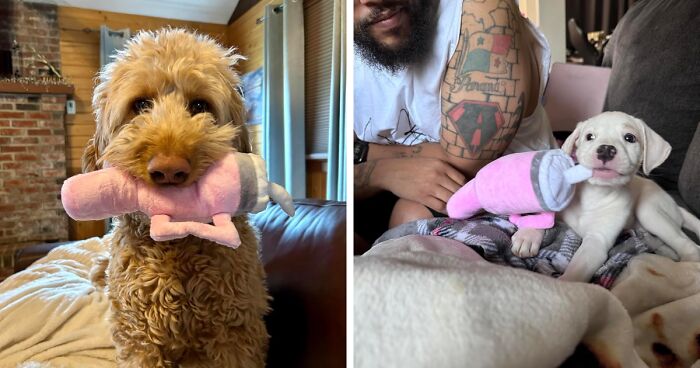 21 Insanely Cute Pets Reviewing Products On Amazon For Your Entertainment