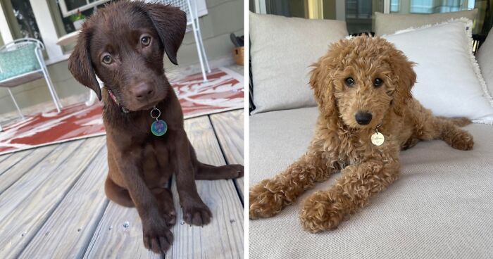 21 Amazon Reviewers That Blessed Us With Adorable Pictures Of Their Product-Loving Pets