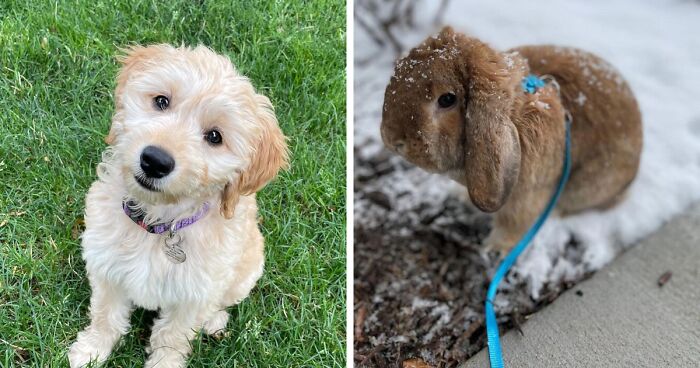 21 Insanely Cute Pets Reviewing Products On Amazon For Your Entertainment