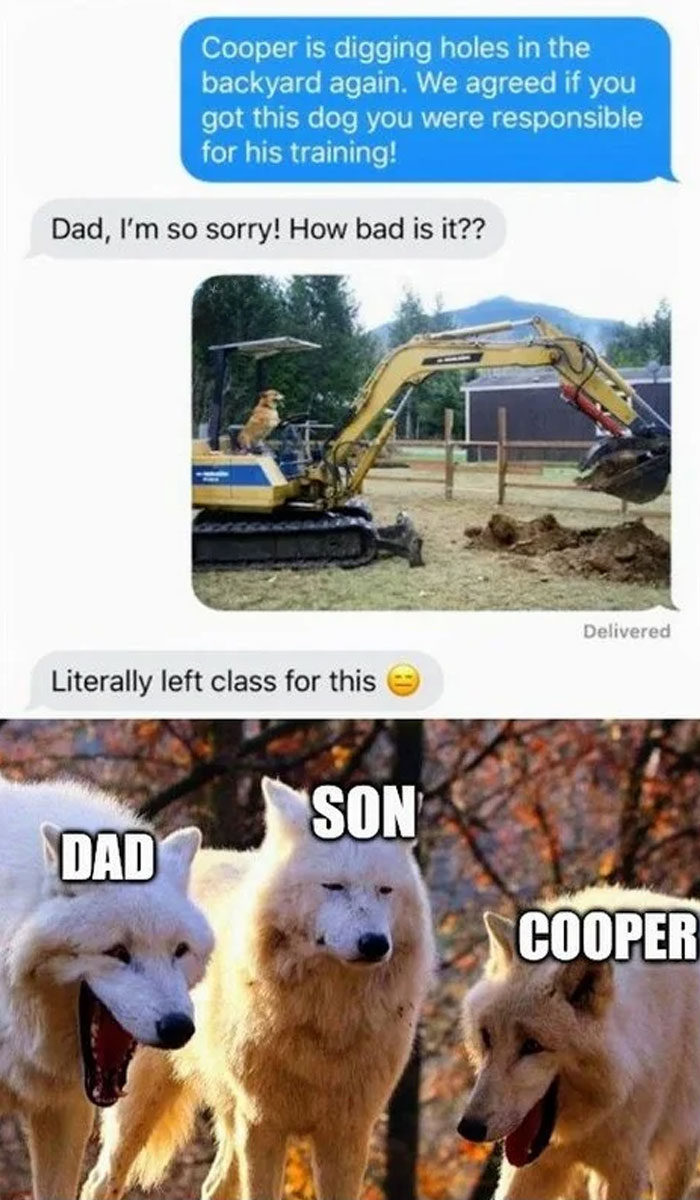 A Dad meme illustrating a funny situation involving a mischievous dog. The first part shows a text message conversation where a dad complains, "Cooper is digging holes in the backyard again. We agreed if you got this dog you were responsible for his training!" The son replies, "Dad, I'm so sorry! How bad is it??" and then receives a photo of a dog, Cooper, sitting in the seat of an excavator, implying the dog is digging a massive hole. The son responds with, "Literally left class for this 😑." Below, there is an image of three wolves labeled "Dad," "Son," and "Cooper." The "Dad" wolf is laughing, the "Son" wolf looks neutral, and "Cooper" is smiling, humorously capturing the chaotic dynamic between the dad, the son, and their troublemaking dog.