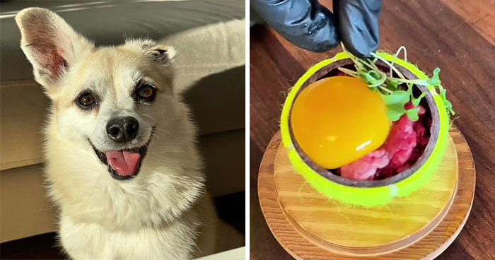 Owner Treats Her Dog To A 9-Course Meal At ‘Eleven Madison Bark’ For His 11th Birthday