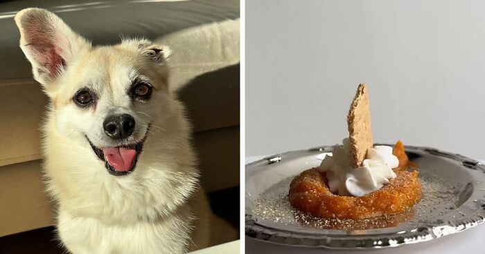 Owner Treats Her Dog To A 9-Course Meal At ‘Eleven Madison Bark’ For His 11th Birthday