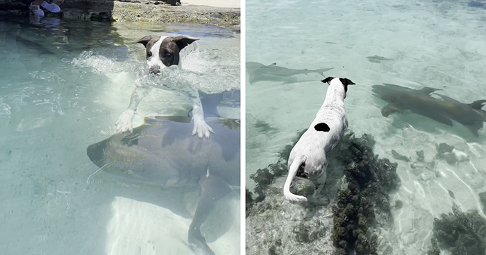 Dog Finds An Unlikely Best Friend In A Wild Nurse Shark, Goes Viral As Everybody Online Loves It