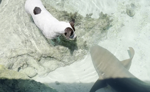 Dog Finds An Unlikely Best Friend In A Wild Nurse Shark, Goes Viral As Everybody Online Loves It