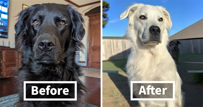 Owner Documents His Pup’s Stunning Fur Transformation, And People Online Can’t Get Enough