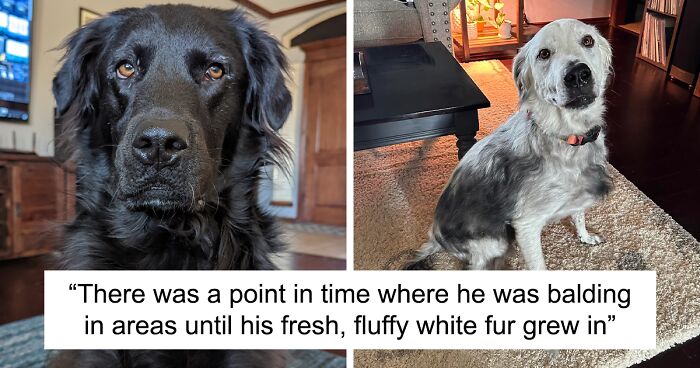 This Dog Went From Black To White Fur And His Pics Are Going Viral