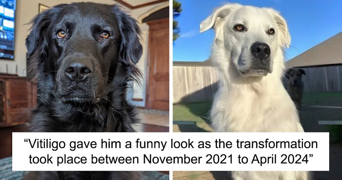 This Dog’s Transformation From Black To White Has Captured The Hearts Of People Online