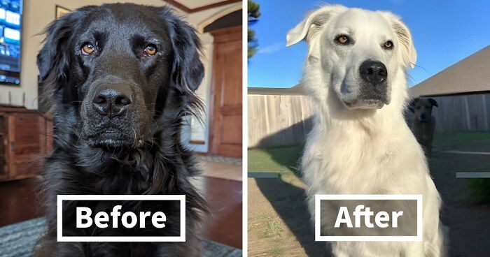 Owner Documents His Pup’s Stunning Fur Transformation, And People Online Can’t Get Enough