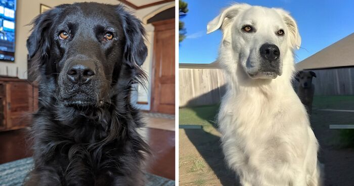 Buster’s Incredible Fur Transformation: From Dark To Dazzling White And Stealing Hearts Online