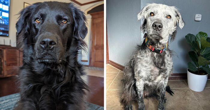 Buster’s Glow-Up: This Dog Went From Black To White And His Pics Are Going Viral