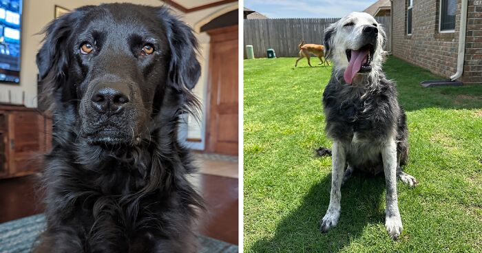 Meet Buster, The Dog Whose Fur Went From Black To White, And Captured Everyone’s Hearts