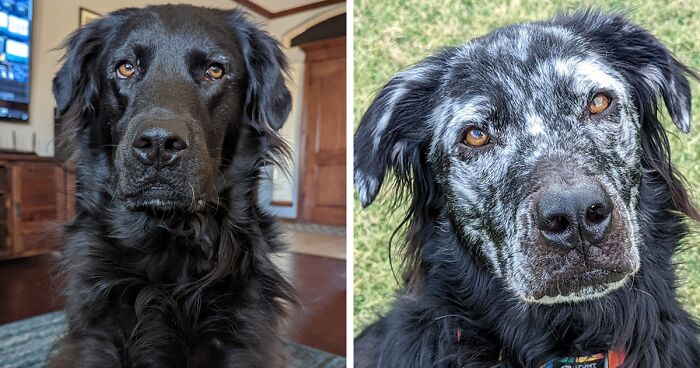 Buster’s Fur Transformation From Dark To Light Has The Internet Swooning