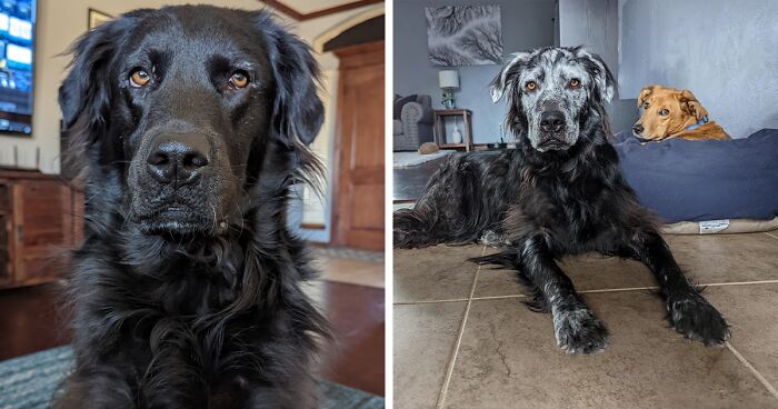 This Pup's Color Change From Black To White Is Warming Hearts Everywhere