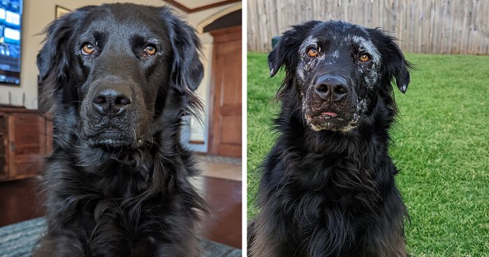 This Dog’s Transformation From Black To White Is The Most Wholesome Thing You’ll See Today